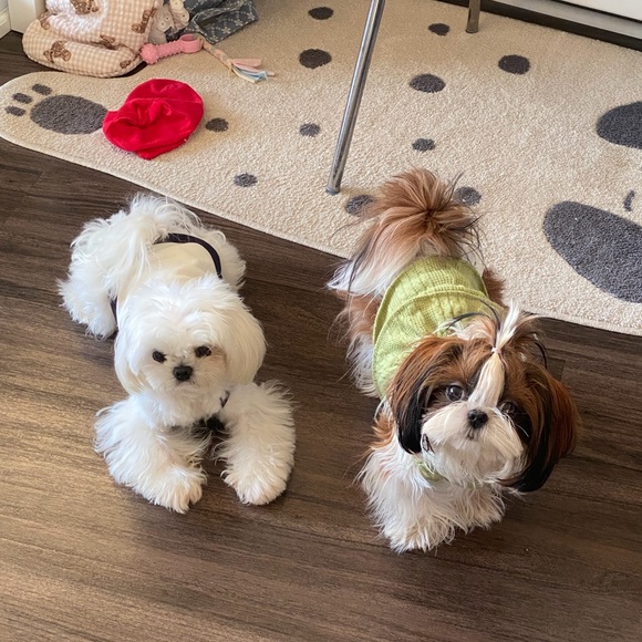 Meet your Posher, Rey - Picture 5 of 11